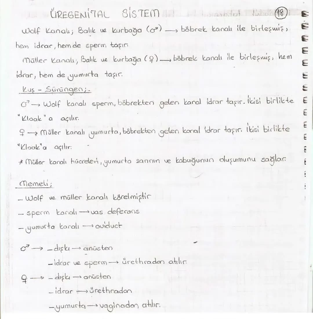 Bölüm 7: FOTOSENTE2 KEMOSENTE2
FOTOSENTE2
3
amaq besin üretmek
hammadde
yon
Ürün
02
CO2 (besinin C kaynağı),
H₂O (02 kaynağı),
2amon→
> günd
