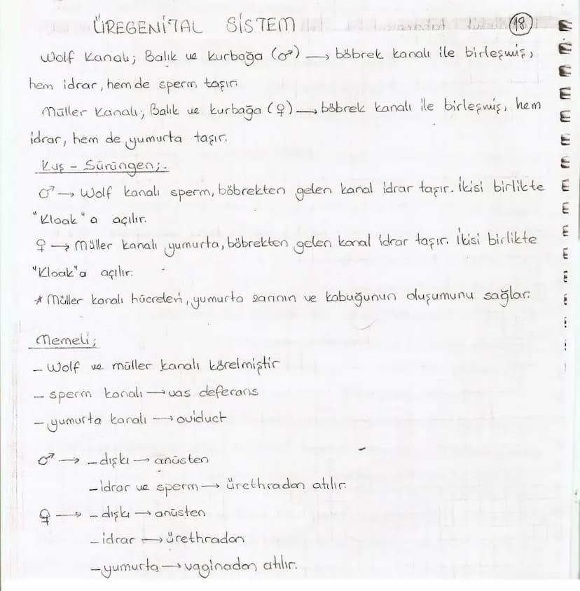 Bölüm 7: FOTOSENTE2 KEMOSENTE2
FOTOSENTE2
3
amaq besin üretmek
hammadde
yon
Ürün
02
CO2 (besinin C kaynağı),
H₂O (02 kaynağı),
2amon→
> günd
