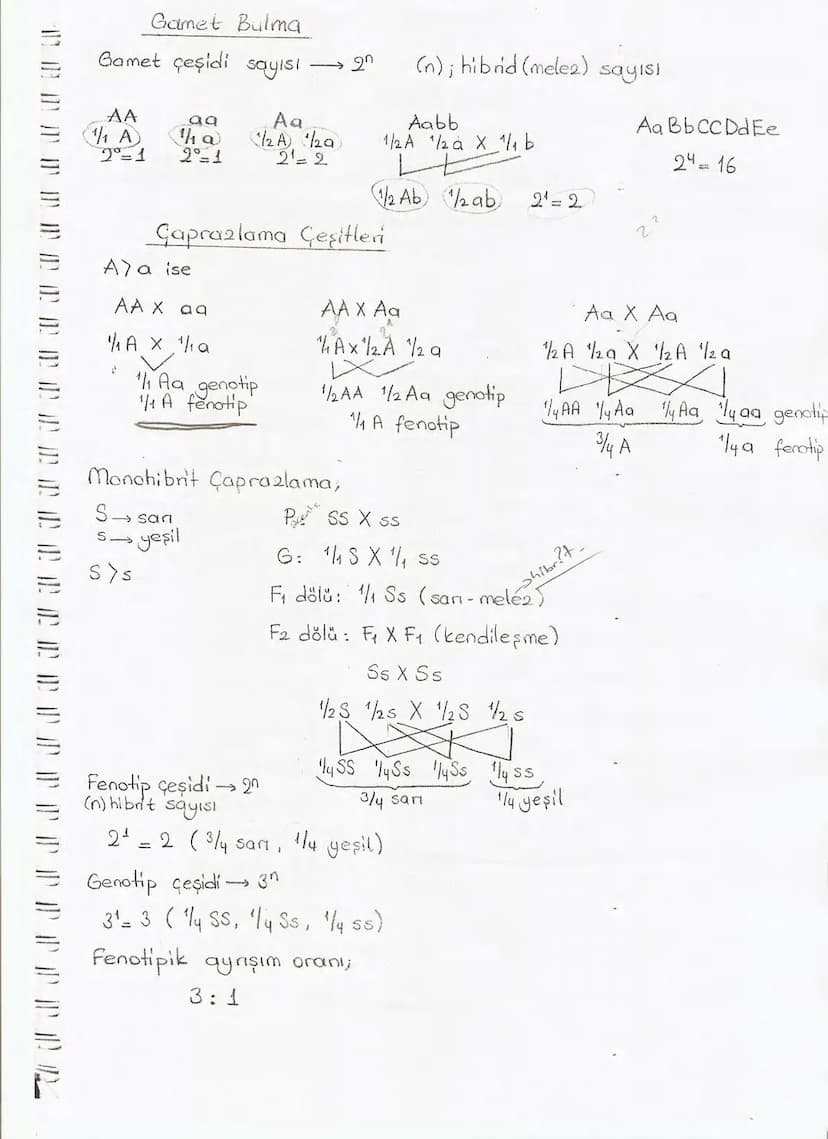 Bölüm 7: FOTOSENTE2 KEMOSENTE2
FOTOSENTE2
3
amaq besin üretmek
hammadde
yon
Ürün
02
CO2 (besinin C kaynağı),
H₂O (02 kaynağı),
2amon→
> günd