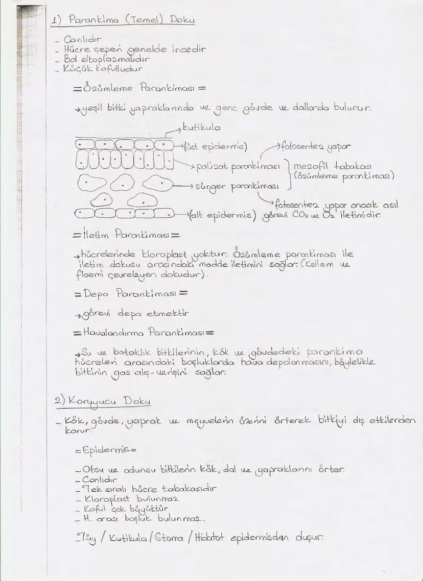 Bölüm 7: FOTOSENTE2 KEMOSENTE2
FOTOSENTE2
3
amaq besin üretmek
hammadde
yon
Ürün
02
CO2 (besinin C kaynağı),
H₂O (02 kaynağı),
2amon→
> günd
