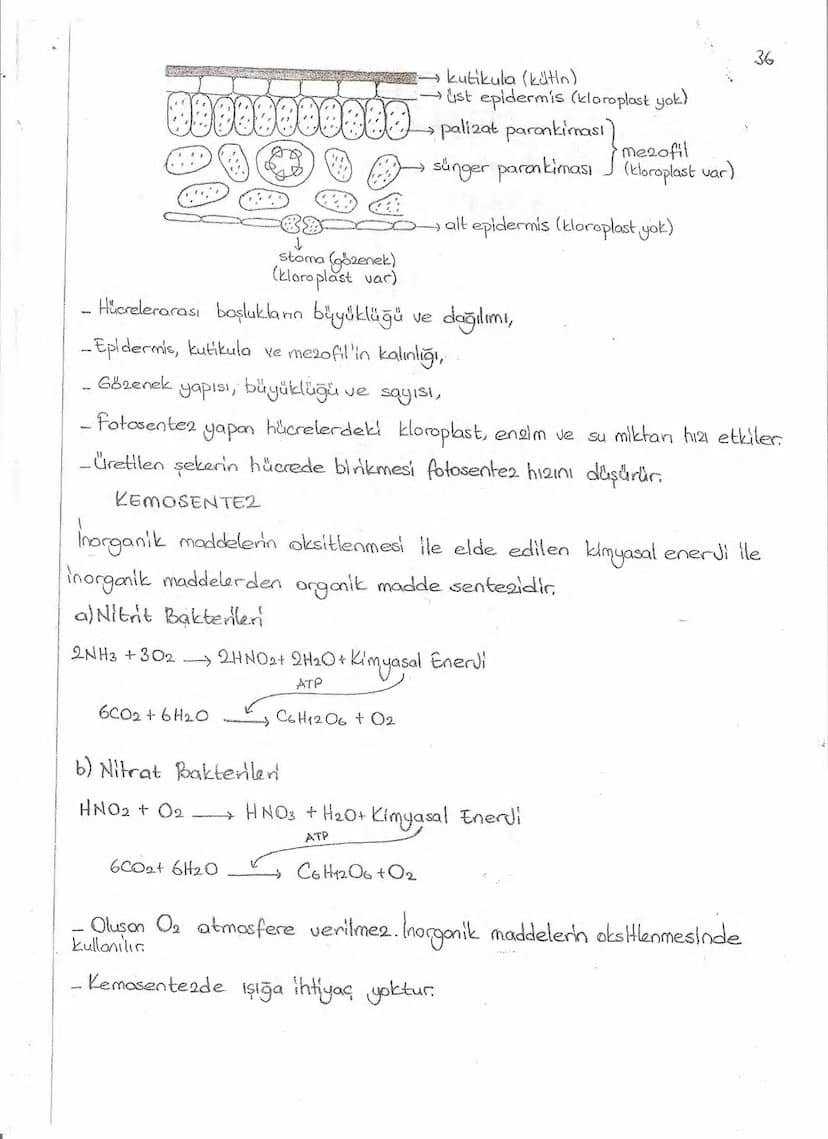 Bölüm 7: FOTOSENTE2 KEMOSENTE2
FOTOSENTE2
3
amaq besin üretmek
hammadde
yon
Ürün
02
CO2 (besinin C kaynağı),
H₂O (02 kaynağı),
2amon→
> günd