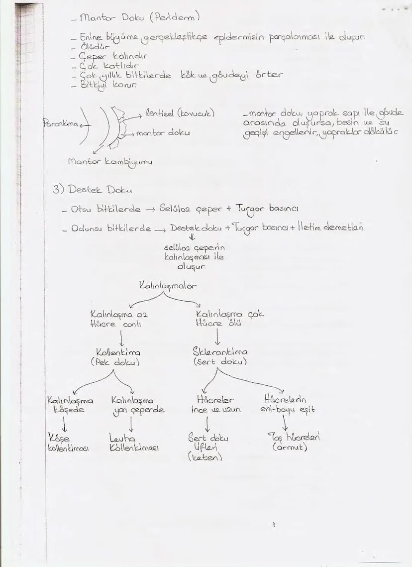 Bölüm 7: FOTOSENTE2 KEMOSENTE2
FOTOSENTE2
3
amaq besin üretmek
hammadde
yon
Ürün
02
CO2 (besinin C kaynağı),
H₂O (02 kaynağı),
2amon→
> günd