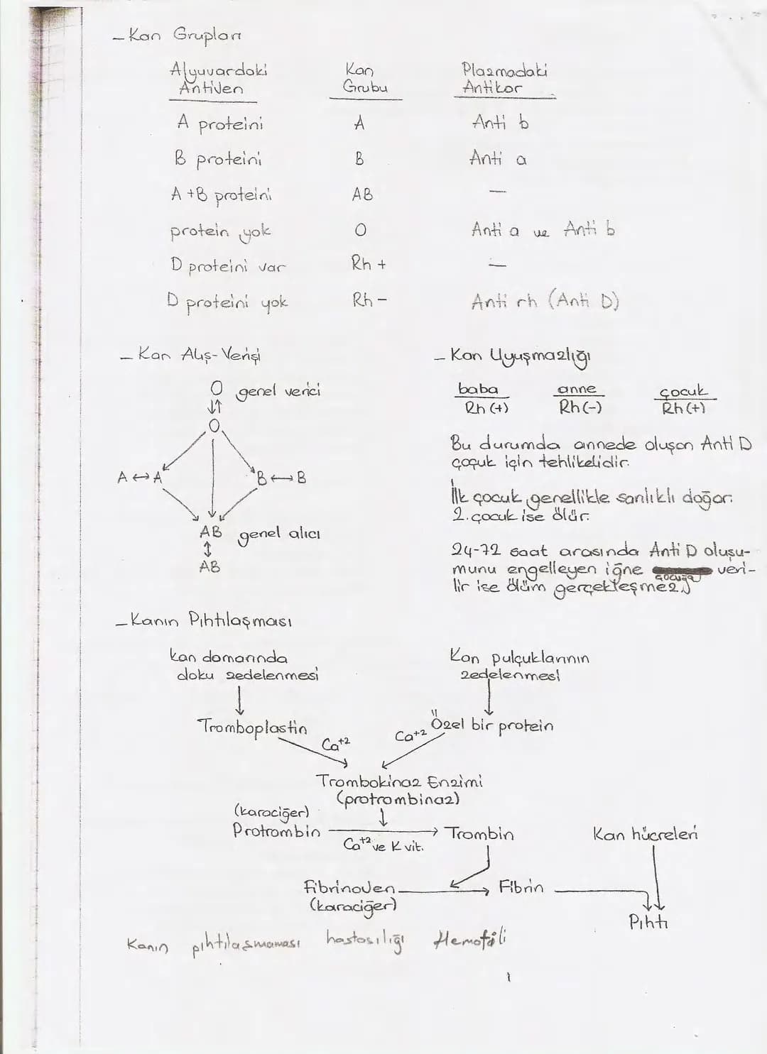 Bölüm 7: FOTOSENTE2 KEMOSENTE2
FOTOSENTE2
3
amaq besin üretmek
hammadde
yon
Ürün
02
CO2 (besinin C kaynağı),
H₂O (02 kaynağı),
2amon→
> günd