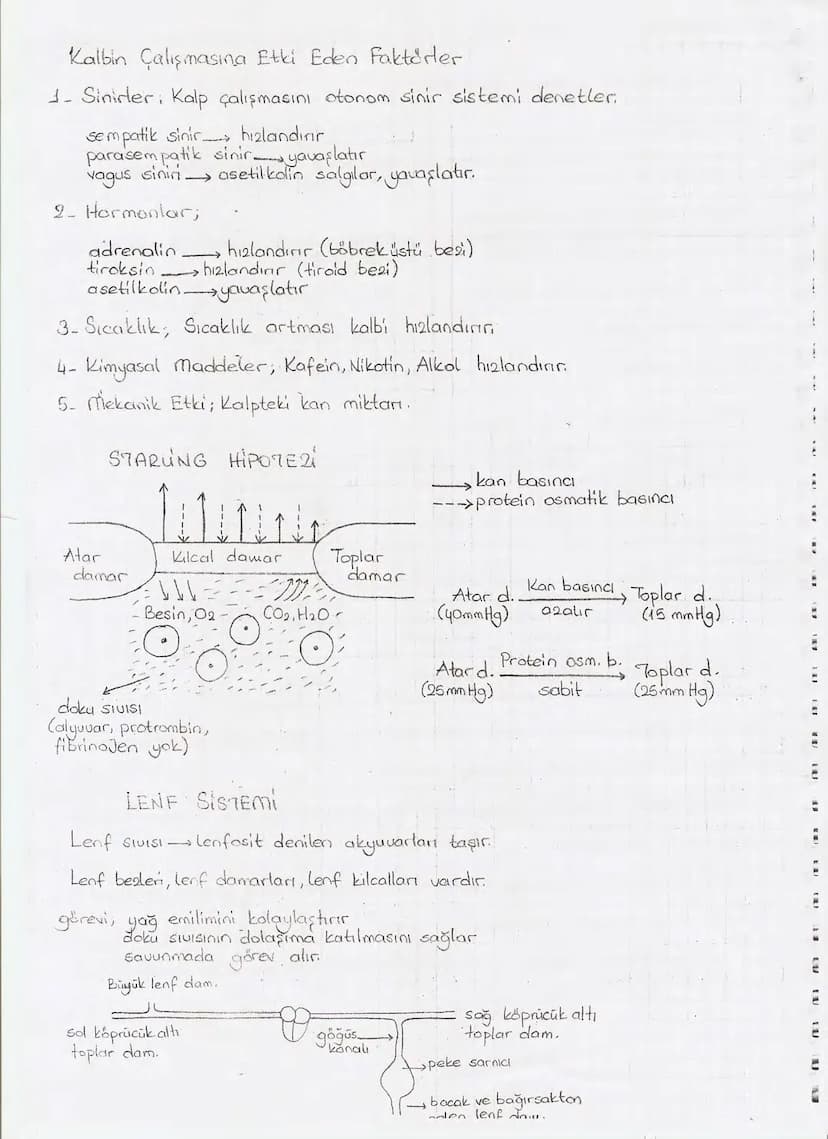 Bölüm 7: FOTOSENTE2 KEMOSENTE2
FOTOSENTE2
3
amaq besin üretmek
hammadde
yon
Ürün
02
CO2 (besinin C kaynağı),
H₂O (02 kaynağı),
2amon→
> günd