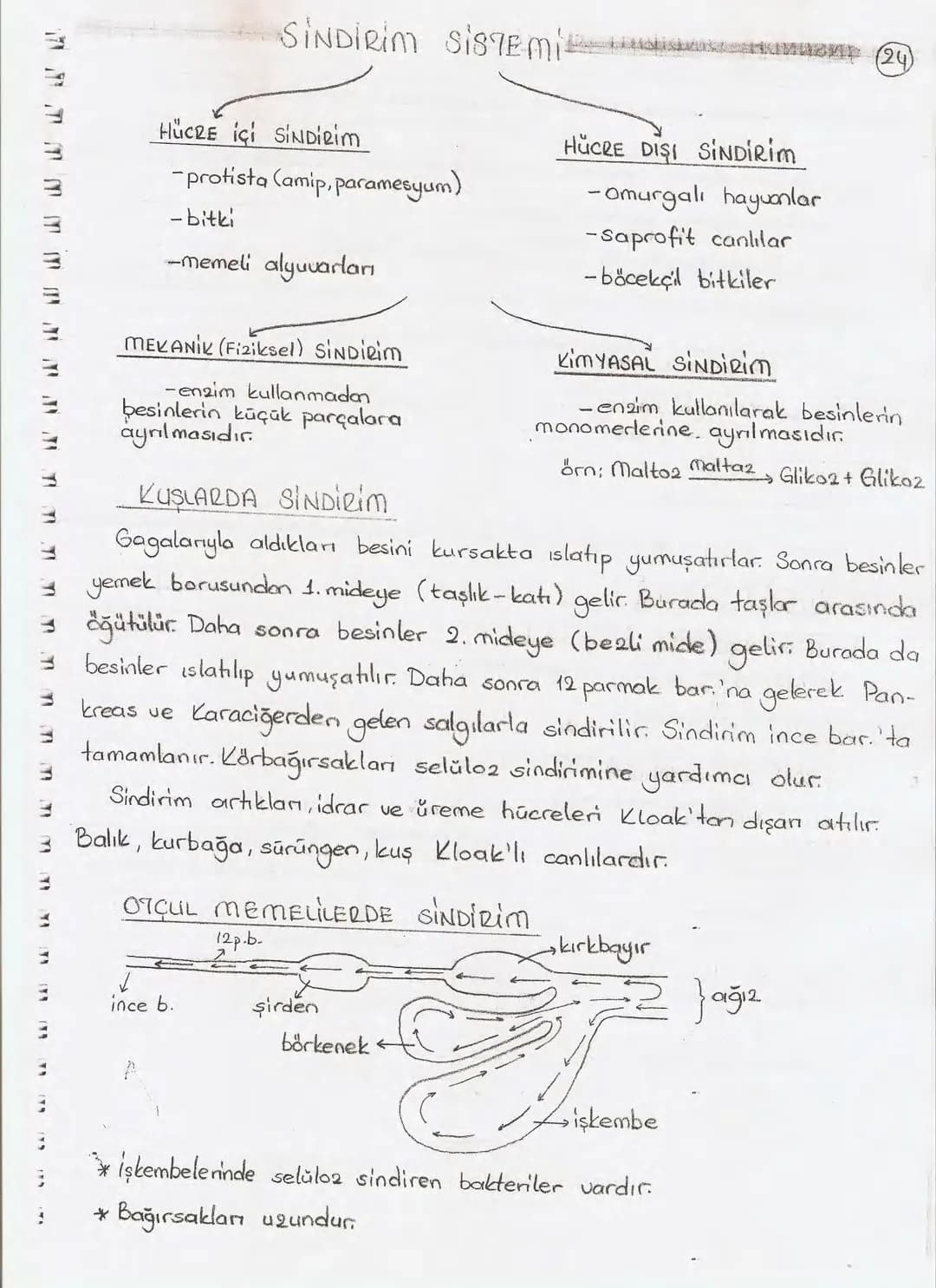Bölüm 7: FOTOSENTE2 KEMOSENTE2
FOTOSENTE2
3
amaq besin üretmek
hammadde
yon
Ürün
02
CO2 (besinin C kaynağı),
H₂O (02 kaynağı),
2amon→
> günd