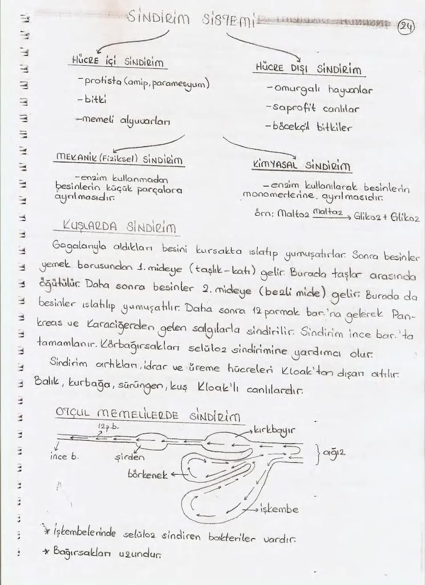 Bölüm 7: FOTOSENTE2 KEMOSENTE2
FOTOSENTE2
3
amaq besin üretmek
hammadde
yon
Ürün
02
CO2 (besinin C kaynağı),
H₂O (02 kaynağı),
2amon→
> günd