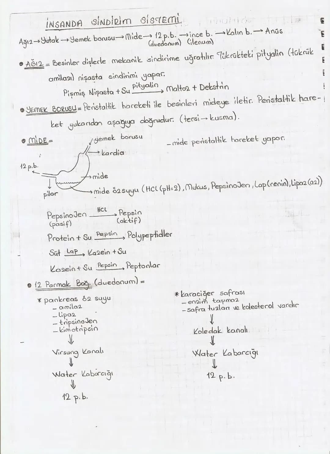 Bölüm 7: FOTOSENTE2 KEMOSENTE2
FOTOSENTE2
3
amaq besin üretmek
hammadde
yon
Ürün
02
CO2 (besinin C kaynağı),
H₂O (02 kaynağı),
2amon→
> günd