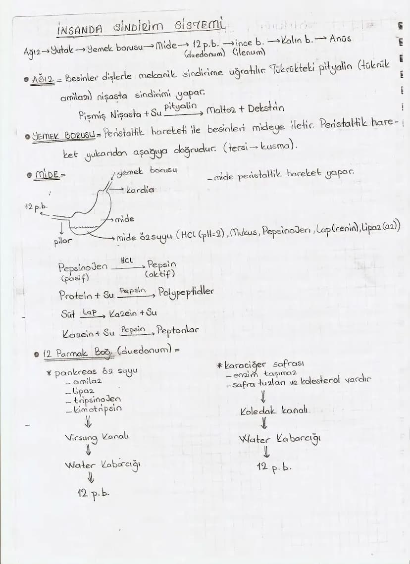 Bölüm 7: FOTOSENTE2 KEMOSENTE2
FOTOSENTE2
3
amaq besin üretmek
hammadde
yon
Ürün
02
CO2 (besinin C kaynağı),
H₂O (02 kaynağı),
2amon→
> günd