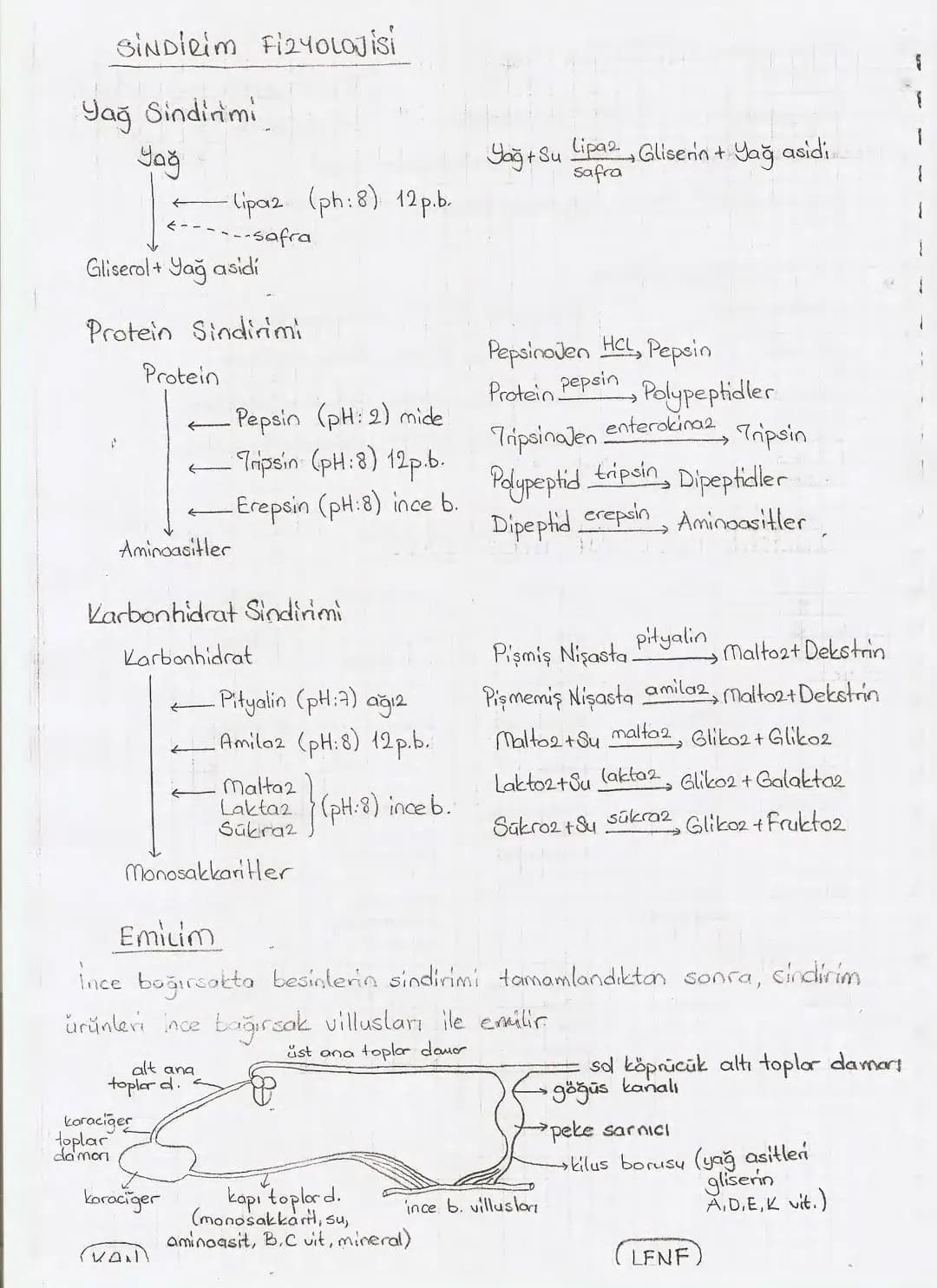 Bölüm 7: FOTOSENTE2 KEMOSENTE2
FOTOSENTE2
3
amaq besin üretmek
hammadde
yon
Ürün
02
CO2 (besinin C kaynağı),
H₂O (02 kaynağı),
2amon→
> günd