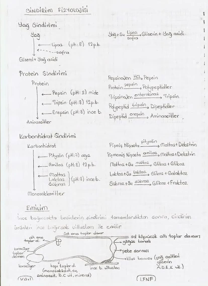 Bölüm 7: FOTOSENTE2 KEMOSENTE2
FOTOSENTE2
3
amaq besin üretmek
hammadde
yon
Ürün
02
CO2 (besinin C kaynağı),
H₂O (02 kaynağı),
2amon→
> günd
