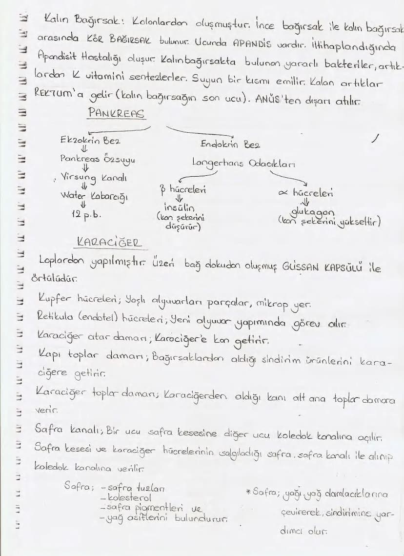 Bölüm 7: FOTOSENTE2 KEMOSENTE2
FOTOSENTE2
3
amaq besin üretmek
hammadde
yon
Ürün
02
CO2 (besinin C kaynağı),
H₂O (02 kaynağı),
2amon→
> günd