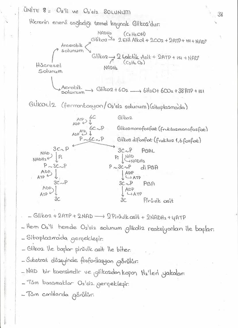 Bölüm 7: FOTOSENTE2 KEMOSENTE2
FOTOSENTE2
3
amaq besin üretmek
hammadde
yon
Ürün
02
CO2 (besinin C kaynağı),
H₂O (02 kaynağı),
2amon→
> günd
