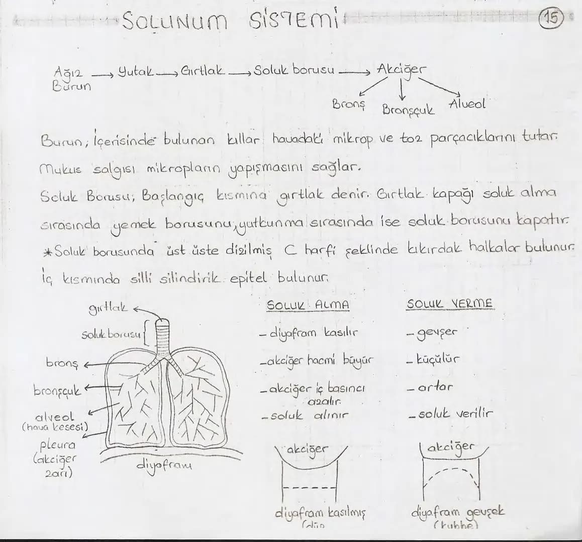 Bölüm 7: FOTOSENTE2 KEMOSENTE2
FOTOSENTE2
3
amaq besin üretmek
hammadde
yon
Ürün
02
CO2 (besinin C kaynağı),
H₂O (02 kaynağı),
2amon→
> günd