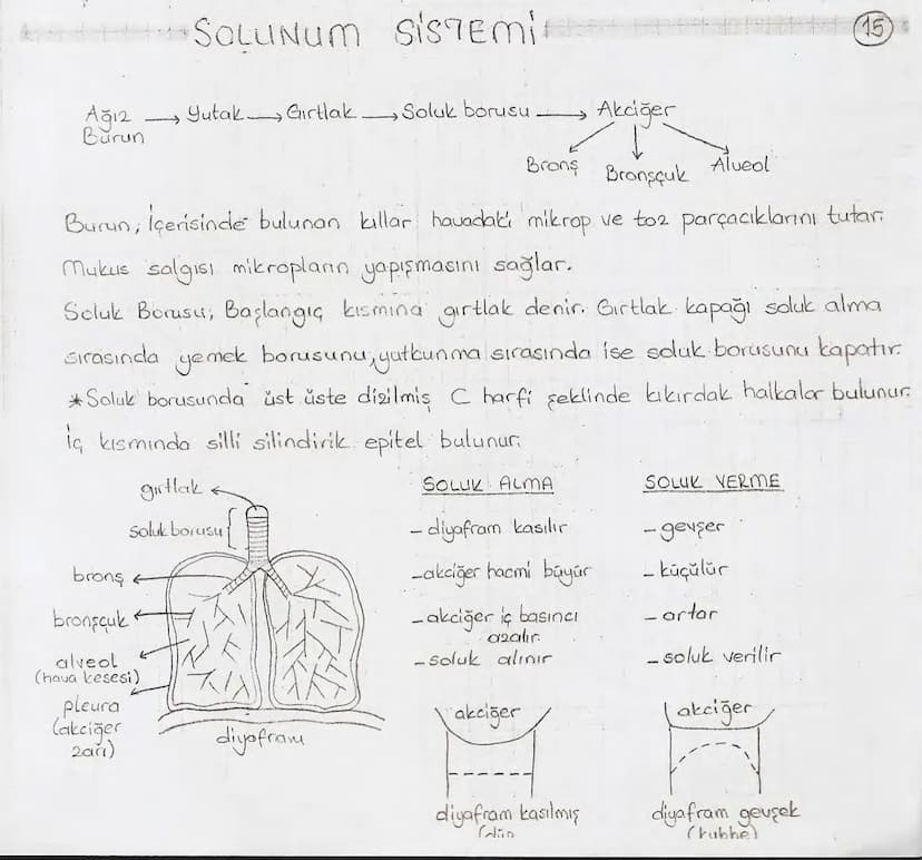 Bölüm 7: FOTOSENTE2 KEMOSENTE2
FOTOSENTE2
3
amaq besin üretmek
hammadde
yon
Ürün
02
CO2 (besinin C kaynağı),
H₂O (02 kaynağı),
2amon→
> günd
