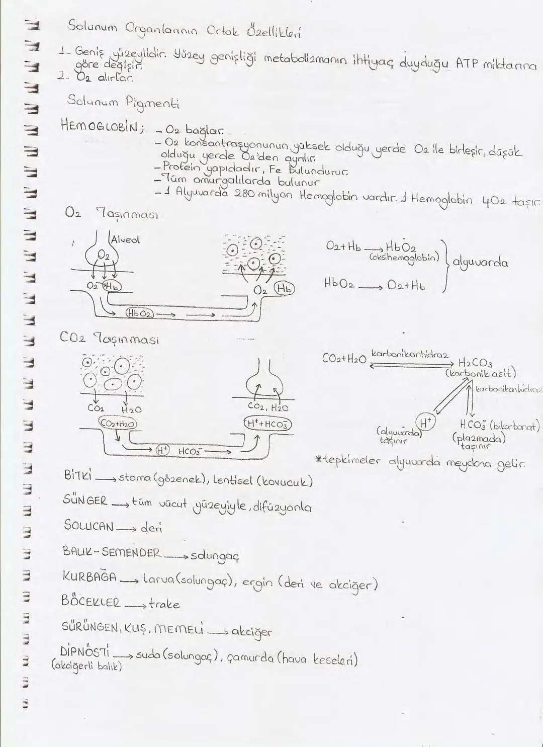 Bölüm 7: FOTOSENTE2 KEMOSENTE2
FOTOSENTE2
3
amaq besin üretmek
hammadde
yon
Ürün
02
CO2 (besinin C kaynağı),
H₂O (02 kaynağı),
2amon→
> günd