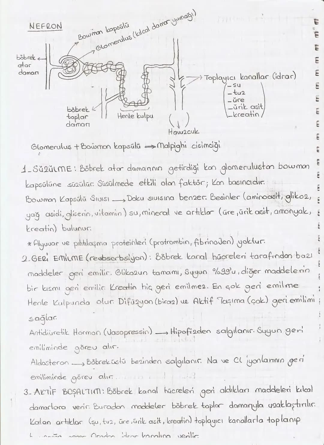 Bölüm 7: FOTOSENTE2 KEMOSENTE2
FOTOSENTE2
3
amaq besin üretmek
hammadde
yon
Ürün
02
CO2 (besinin C kaynağı),
H₂O (02 kaynağı),
2amon→
> günd