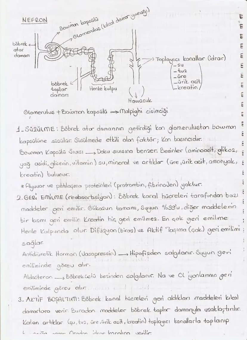 Bölüm 7: FOTOSENTE2 KEMOSENTE2
FOTOSENTE2
3
amaq besin üretmek
hammadde
yon
Ürün
02
CO2 (besinin C kaynağı),
H₂O (02 kaynağı),
2amon→
> günd