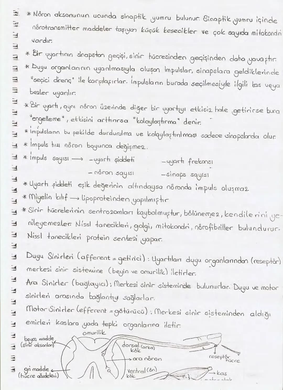 Bölüm 7: FOTOSENTE2 KEMOSENTE2
FOTOSENTE2
3
amaq besin üretmek
hammadde
yon
Ürün
02
CO2 (besinin C kaynağı),
H₂O (02 kaynağı),
2amon→
> günd