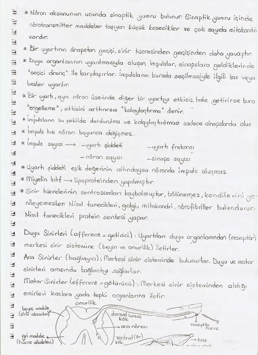 Bölüm 7: FOTOSENTE2 KEMOSENTE2
FOTOSENTE2
3
amaq besin üretmek
hammadde
yon
Ürün
02
CO2 (besinin C kaynağı),
H₂O (02 kaynağı),
2amon→
> günd