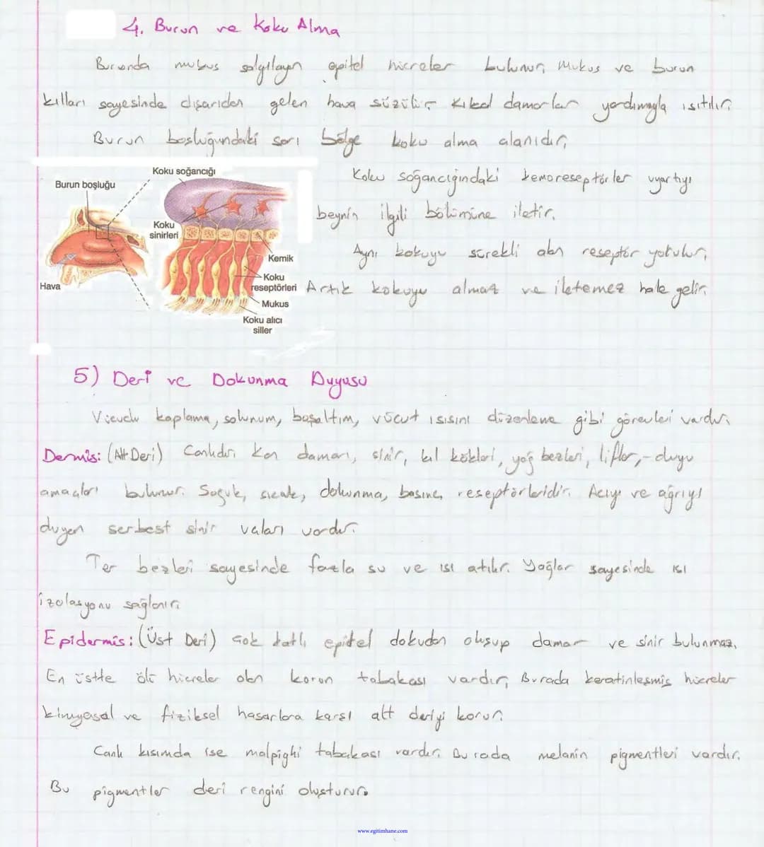 Bölüm 7: FOTOSENTE2 KEMOSENTE2
FOTOSENTE2
3
amaq besin üretmek
hammadde
yon
Ürün
02
CO2 (besinin C kaynağı),
H₂O (02 kaynağı),
2amon→
> günd