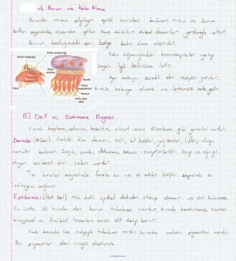 Bölüm 7: FOTOSENTE2 KEMOSENTE2
FOTOSENTE2
3
amaq besin üretmek
hammadde
yon
Ürün
02
CO2 (besinin C kaynağı),
H₂O (02 kaynağı),
2amon→
> günd