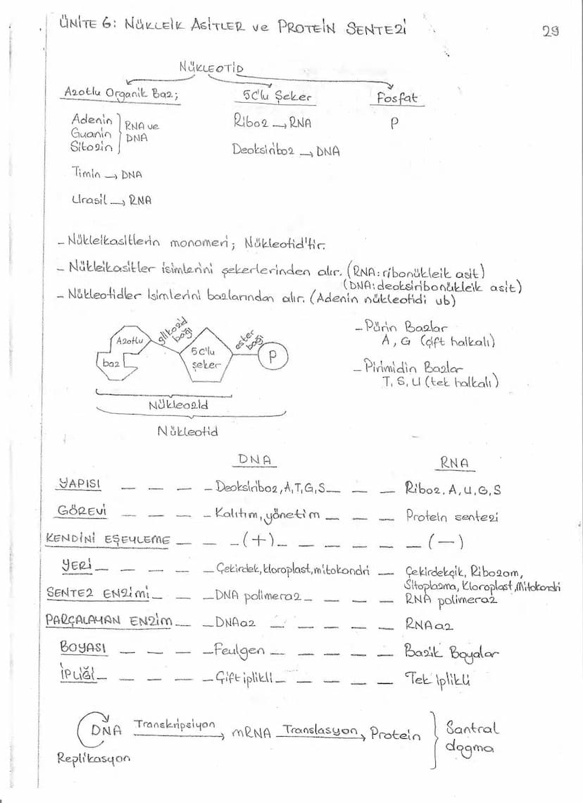 Bölüm 7: FOTOSENTE2 KEMOSENTE2
FOTOSENTE2
3
amaq besin üretmek
hammadde
yon
Ürün
02
CO2 (besinin C kaynağı),
H₂O (02 kaynağı),
2amon→
> günd