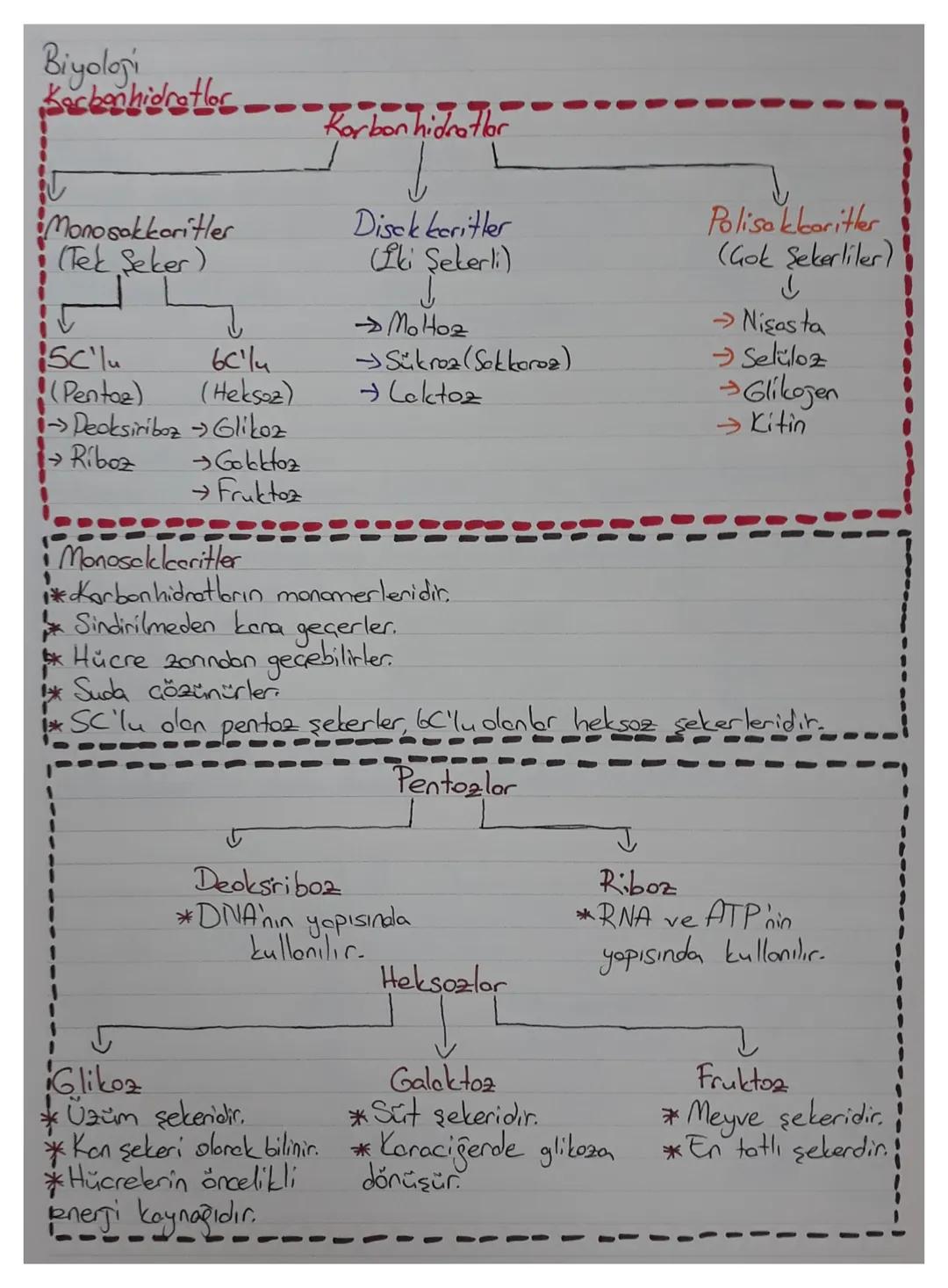 Biyoloji
Kacbonhidratlor

Karbon hidratlar

Monosokkoritler
(Tek Seker)

↓

Disck keritler
(Iki Şekerli)

↓

Polisakbaritler
(Gok Şekerliler