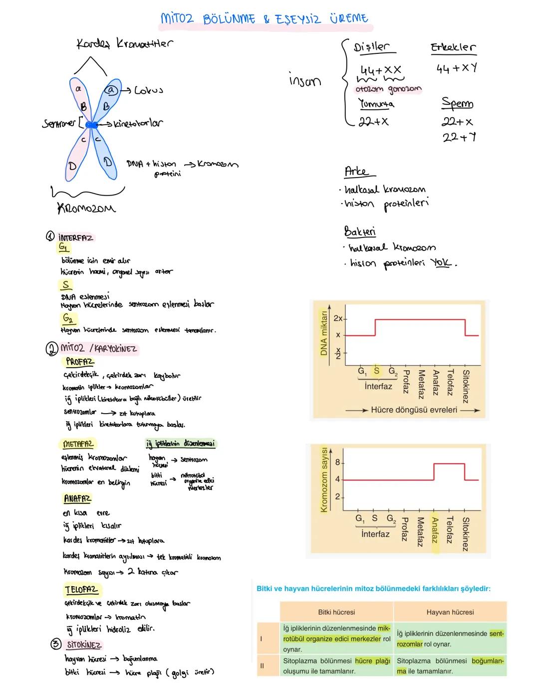 TYT Biyoloji Mitoz Bölünme-Eşeysiz Üreme