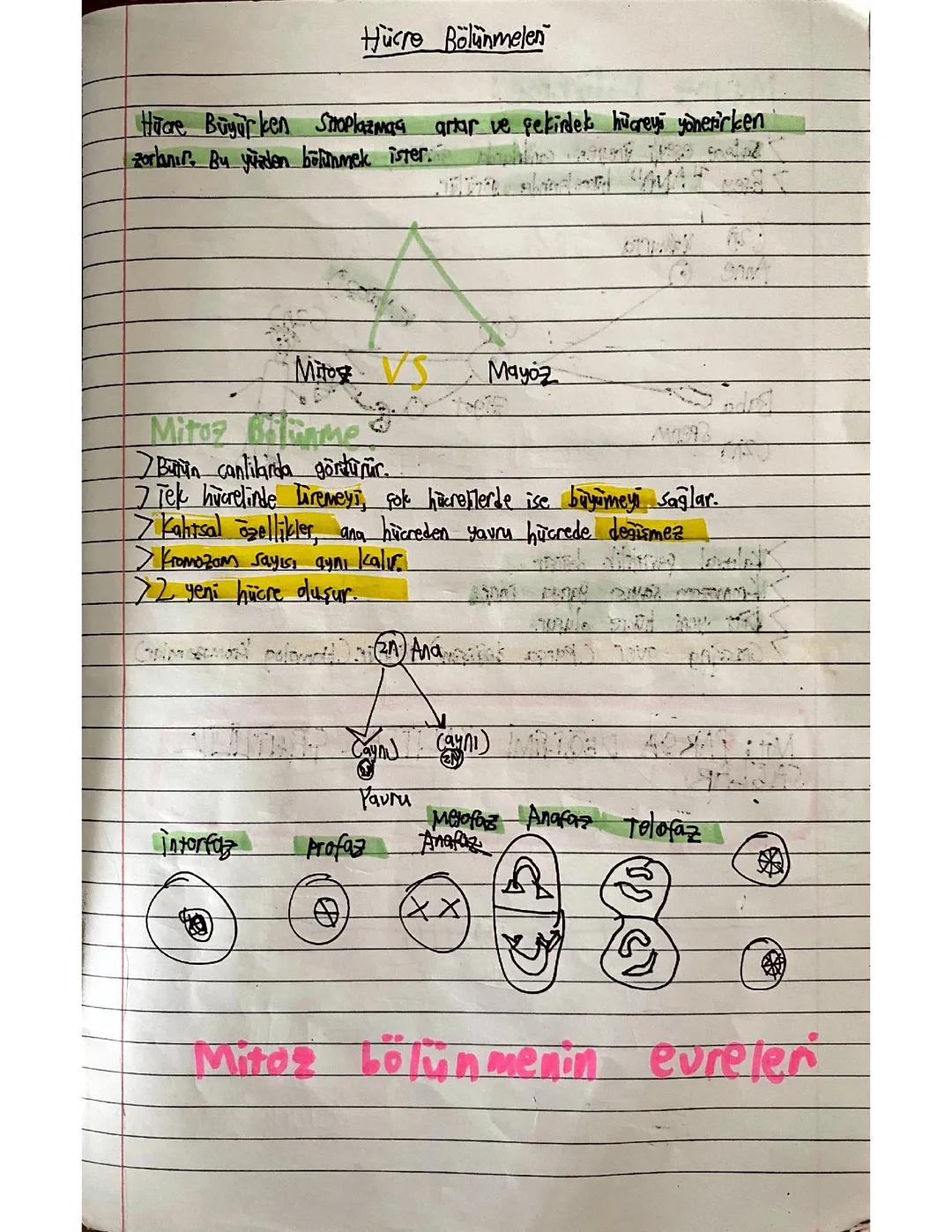 Mitoz Mayoz Fen Bilimleri