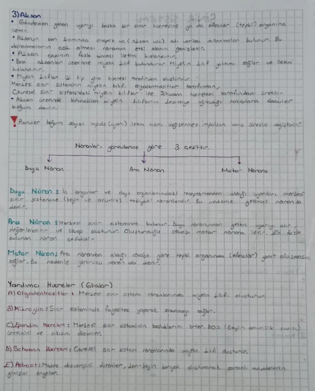 Canlının iç
SINIR SISTEMI
veya diş çevre ile arasındaki etkileşimi yöneten sistemdir.
Temel organları:
Beyin
→ Omurilik
Sinir
Sistemi
Yardım