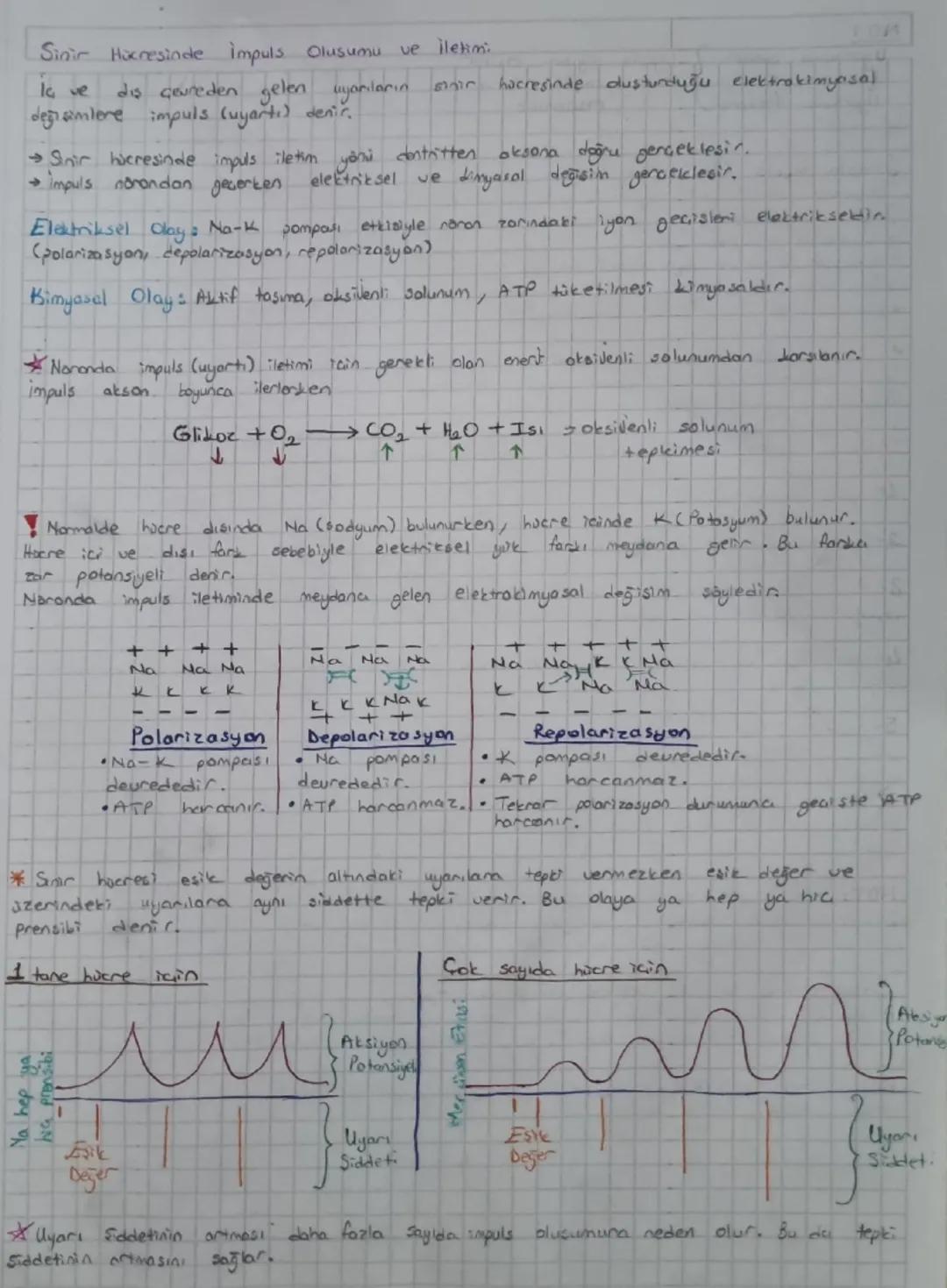 Canlının iç
SINIR SISTEMI
veya diş çevre ile arasındaki etkileşimi yöneten sistemdir.
Temel organları:
Beyin
→ Omurilik
Sinir
Sistemi
Yardım
