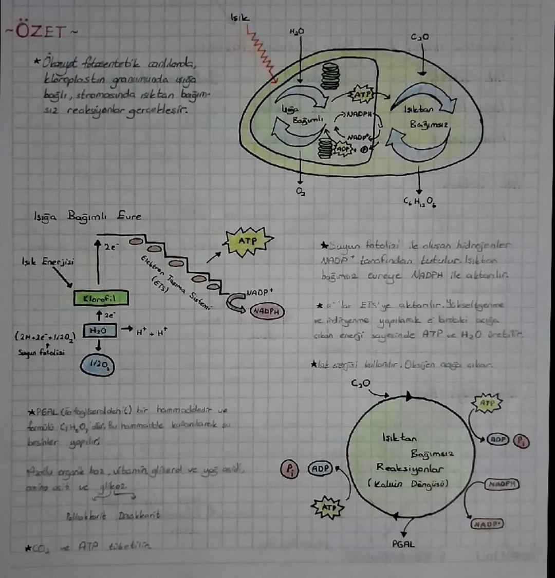 -ÖZET

* Obanupt fotosentetik canlılarda,
kloroplastın granumunda işığa
bağlı, stromasında ışıktan bağım-
512 reaksiyonlar gerçekleşir.

Işı