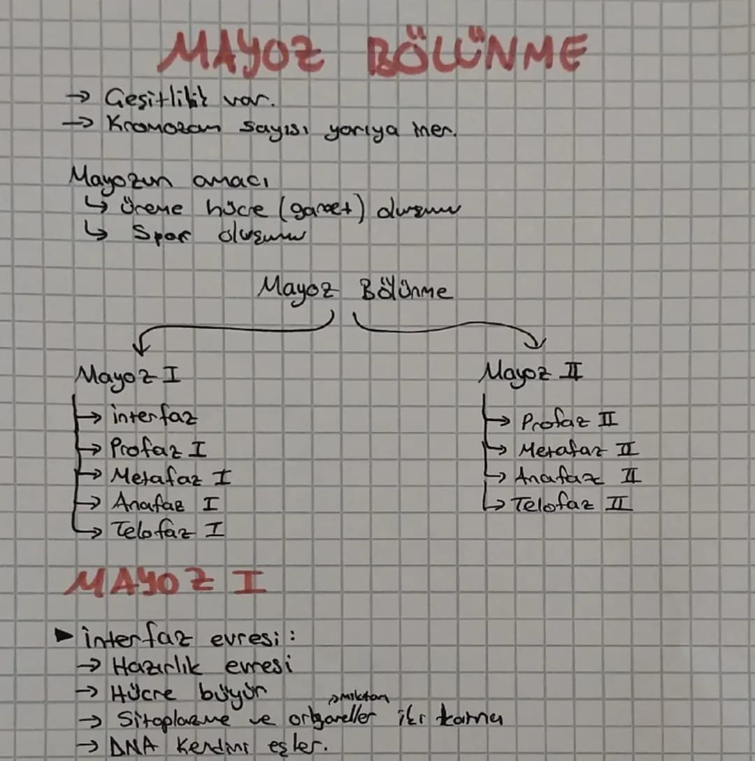 MAYOZ BÖLÜNME
→ Geşitlilik var.
→ Kromozom Sayısı yarıya men.
Mayozun amacı
↳ Spar oluşum
Üreme hücre (garet) duzue
Mayoz I
interfaz
→Profaz
