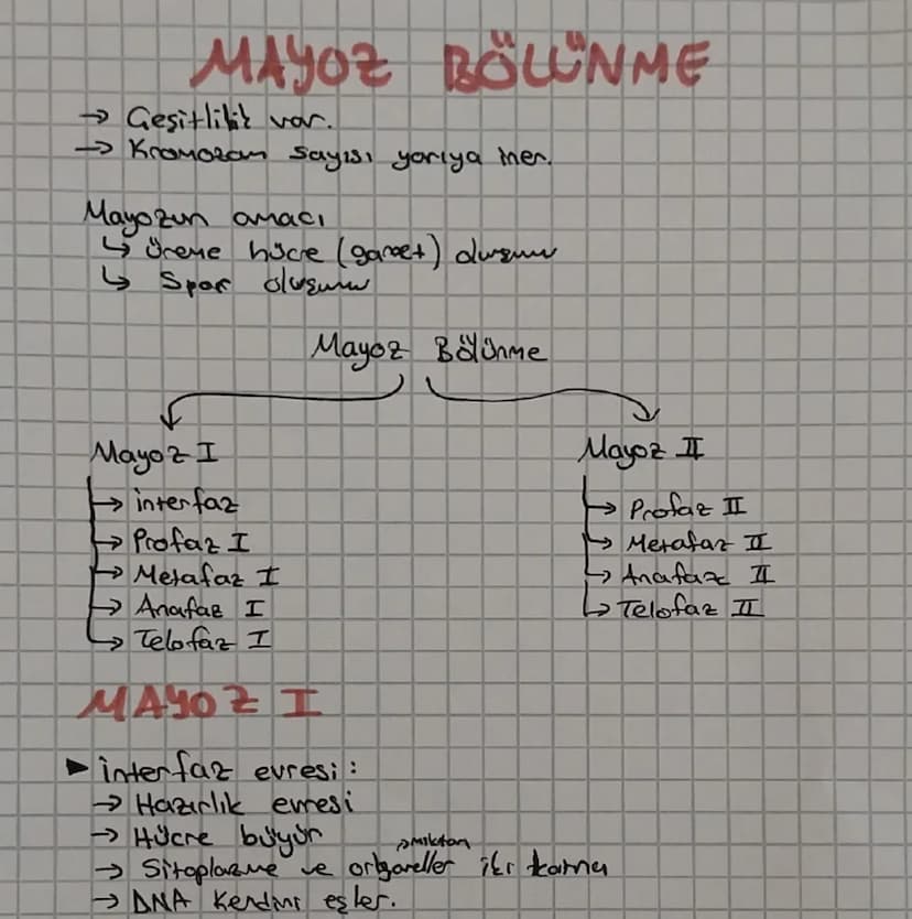 MAYOZ BÖLÜNME
→ Geşitlilik var.
→ Kromozom Sayısı yarıya men.
Mayozun amacı
↳ Spar oluşum
Üreme hücre (garet) duzue
Mayoz I
interfaz
→Profaz