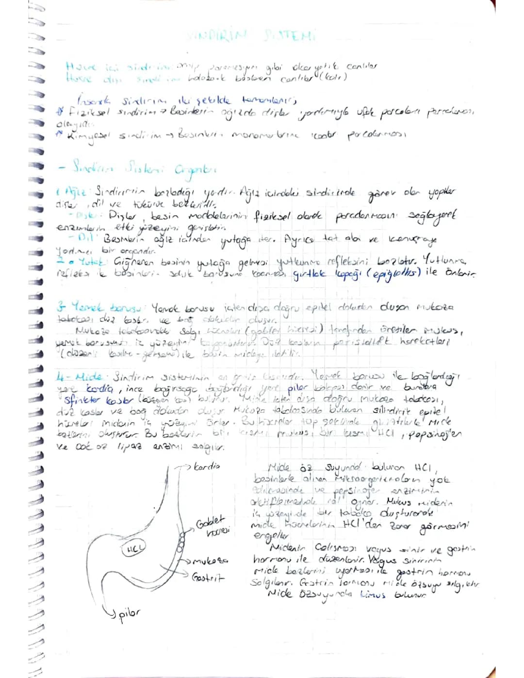 Sindirim Sistemi: Organlar, Görevleri ve Kimyasal Sindirim