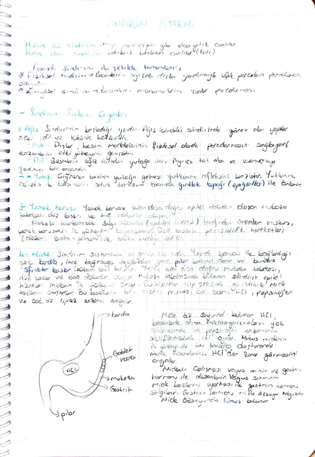 SINDIRIM SISTEMI
Hove i sindecion only
Home diss
Sindi in holotesori gibi oker yetik contiler
besten conliber (koli)
Insonda Sindirim iki şe