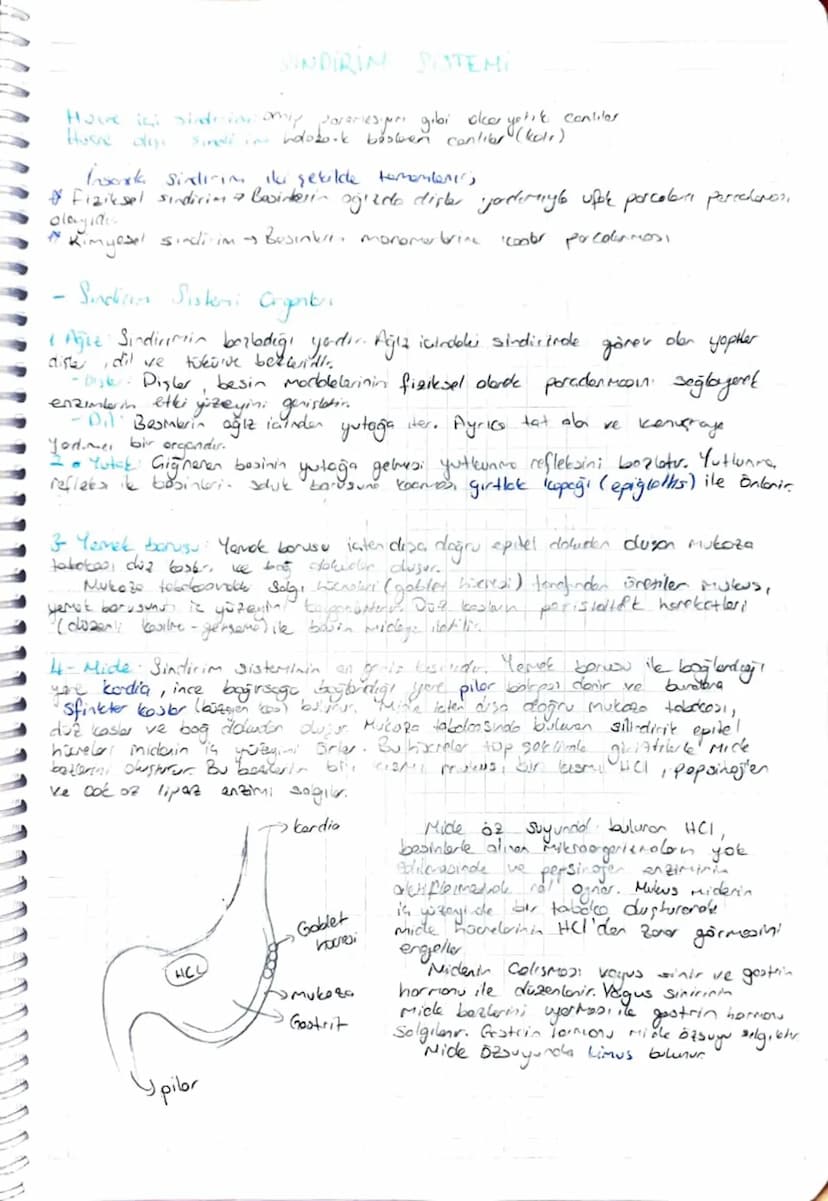 SINDIRIM SISTEMI
Hove i sindecion only
Home diss
Sindi in holotesori gibi oker yetik contiler
besten conliber (koli)
Insonda Sindirim iki şe