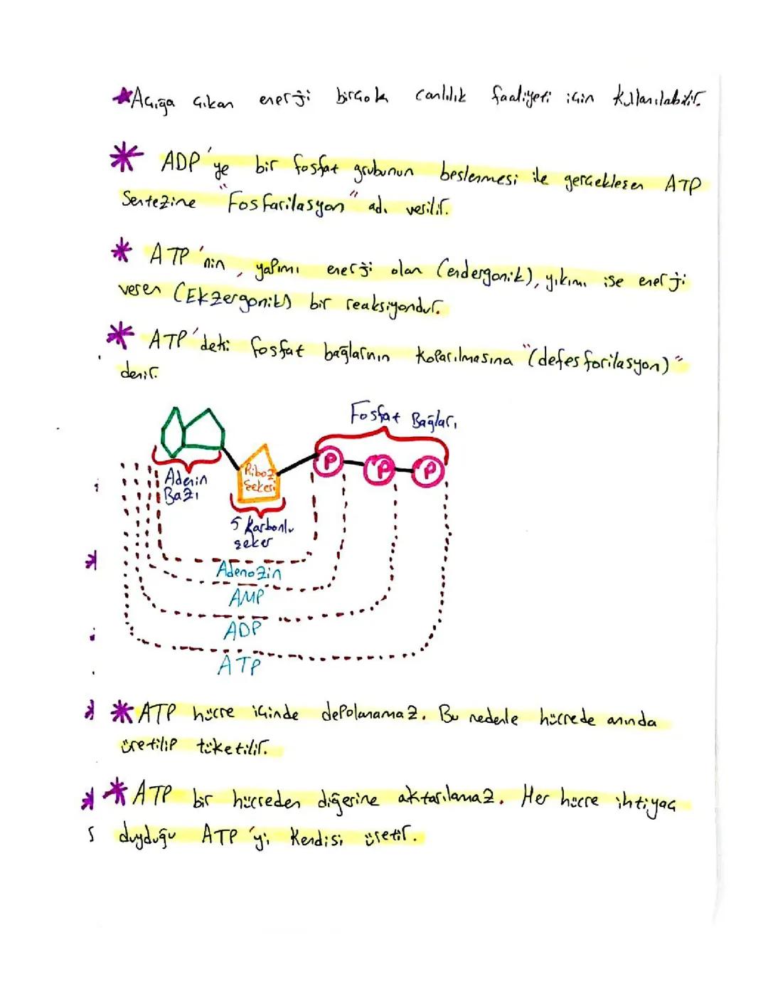 ATP ve canlılar için önemi 