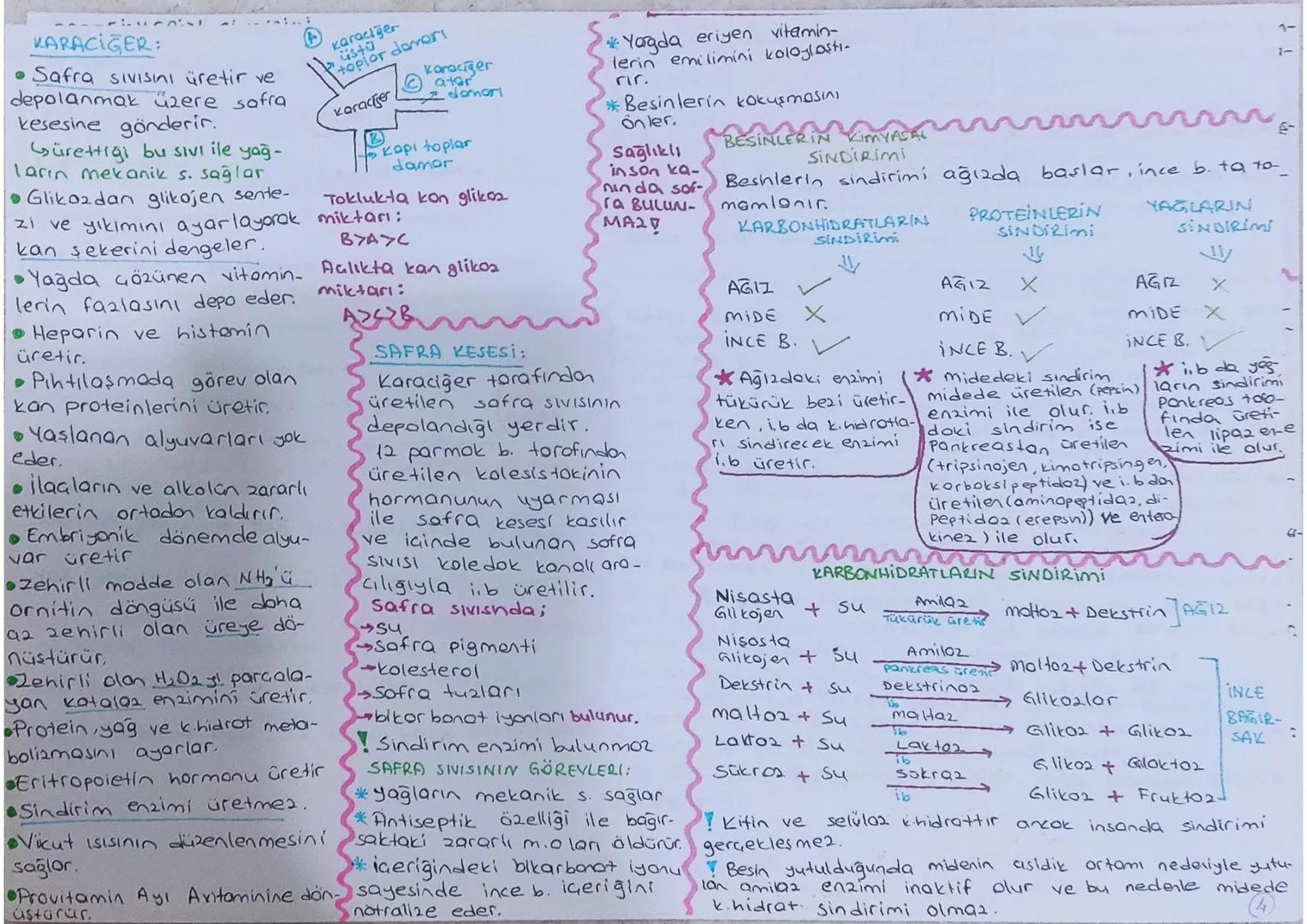 # INSANDA SİNDİRİM SİSTEMİ

Sindirim Kanalı

Ağız
Yutok
Yemek borusu
Mide
ince bağırsak
Kolın bağırsak
Anūs

Yardımcı Org.
Tükürük bezleri
P