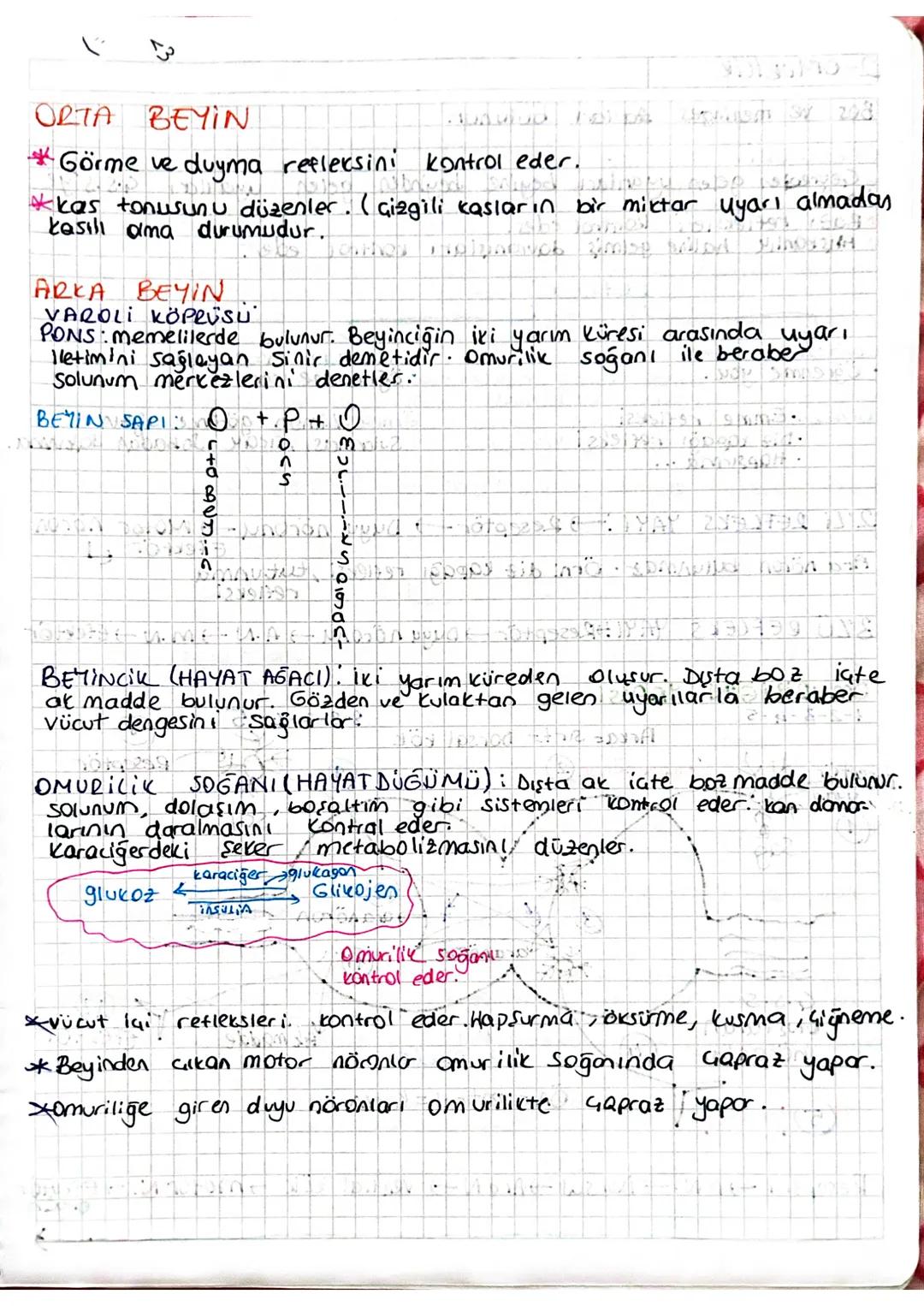 ORTA BEYİN
BEYON
Görme ve duyma refleksini kontrol eder.
*kas tonusunu düzenler. ( çizgili kasların bir miktar uyarı almadas
kasılı ama duru