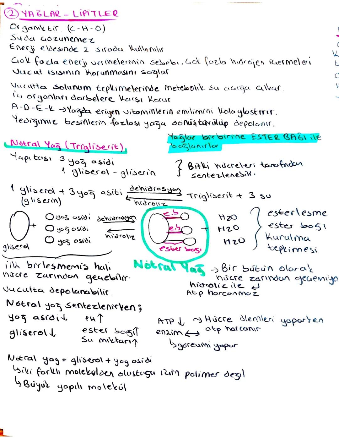 Tyt Biyoloji Canlıların Ortak Özellikleri Organik Bileşikler Lipitler Yağlar