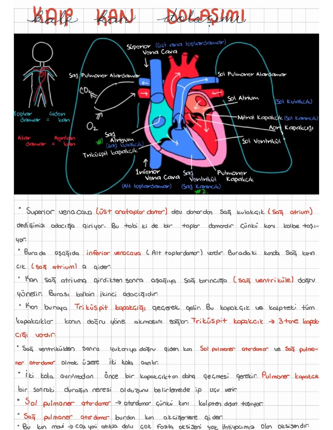 Eğlenceli Dolaşım Sistemi: Özet ve PDF İndir