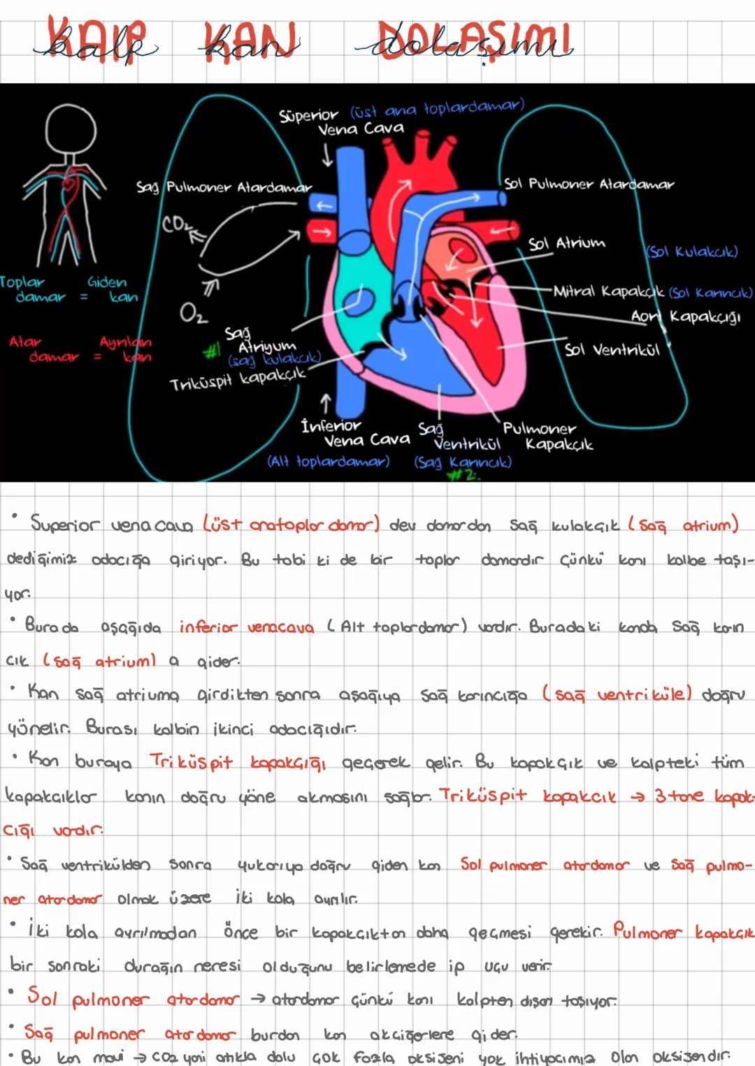 KAIR KAN
DOLAŞIML
Superior (ust ana toplardamar)
Vena Cava
Sağ Pulmoner Atardamar
Toplar
damar
=
Giden
kan
Atar
damar
=
Aynlan
kan
Sag
Atriy