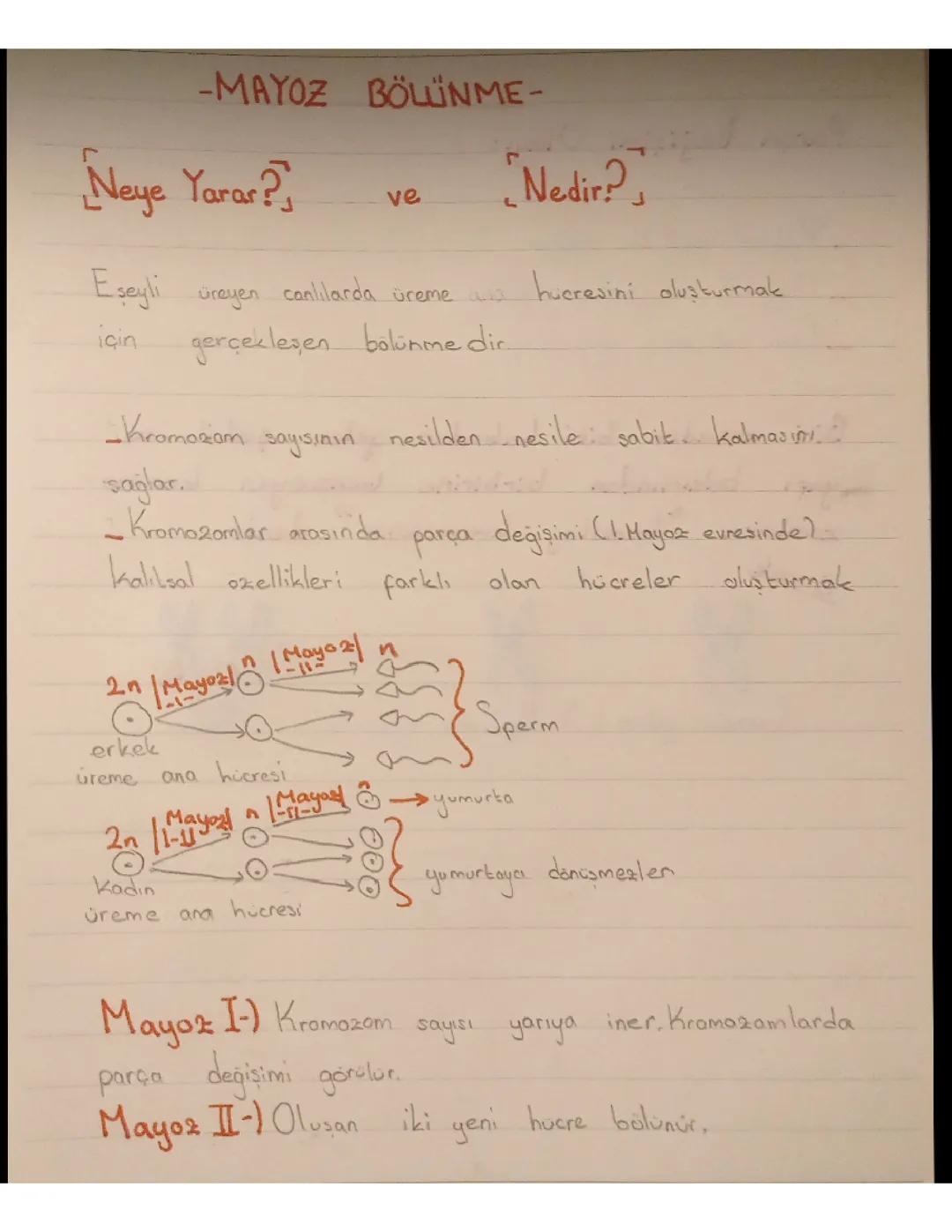 7. Sinif fen bilimleri mayoz bolunme kisaca