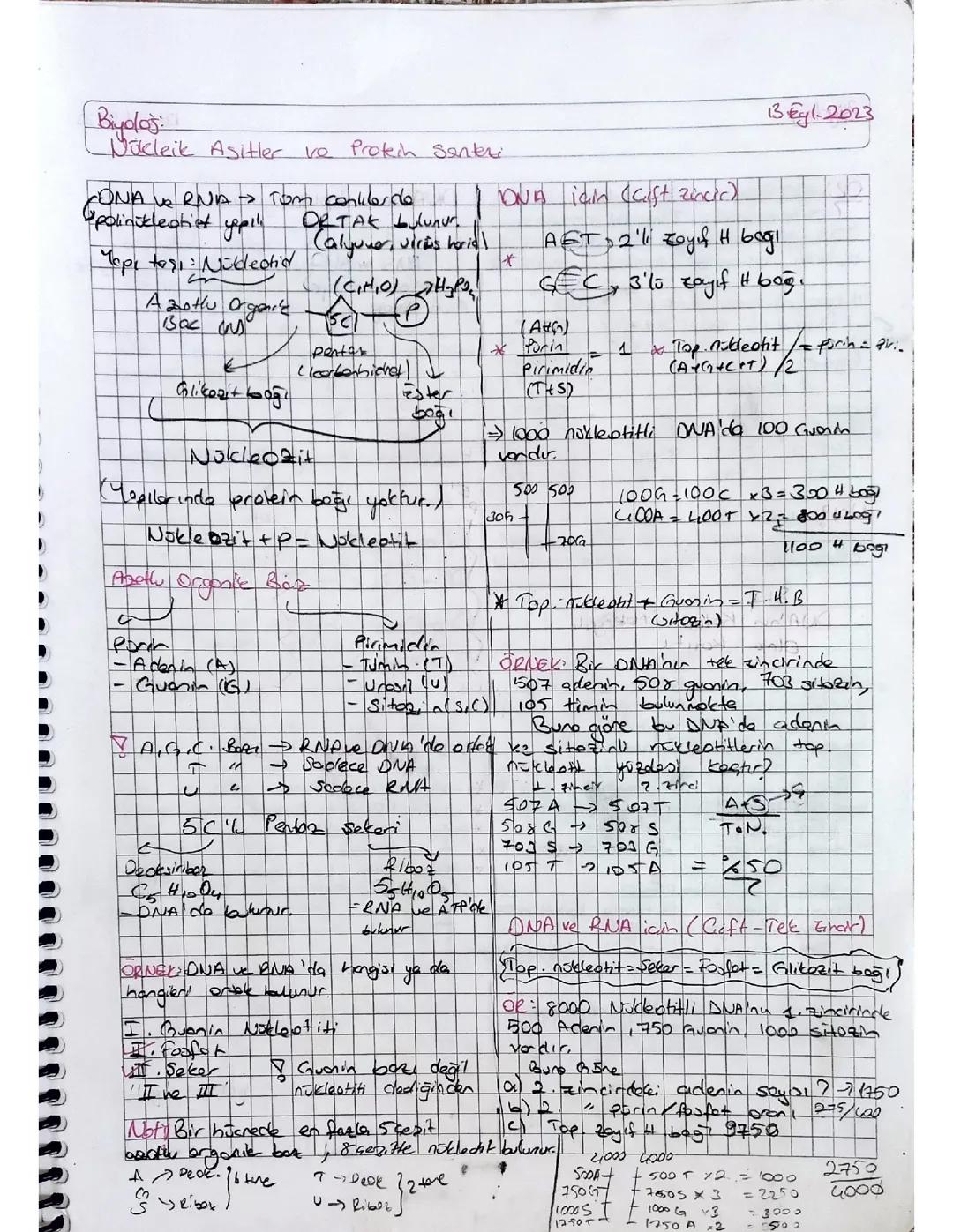 Nükleik Asitler ve Protein Sentezi