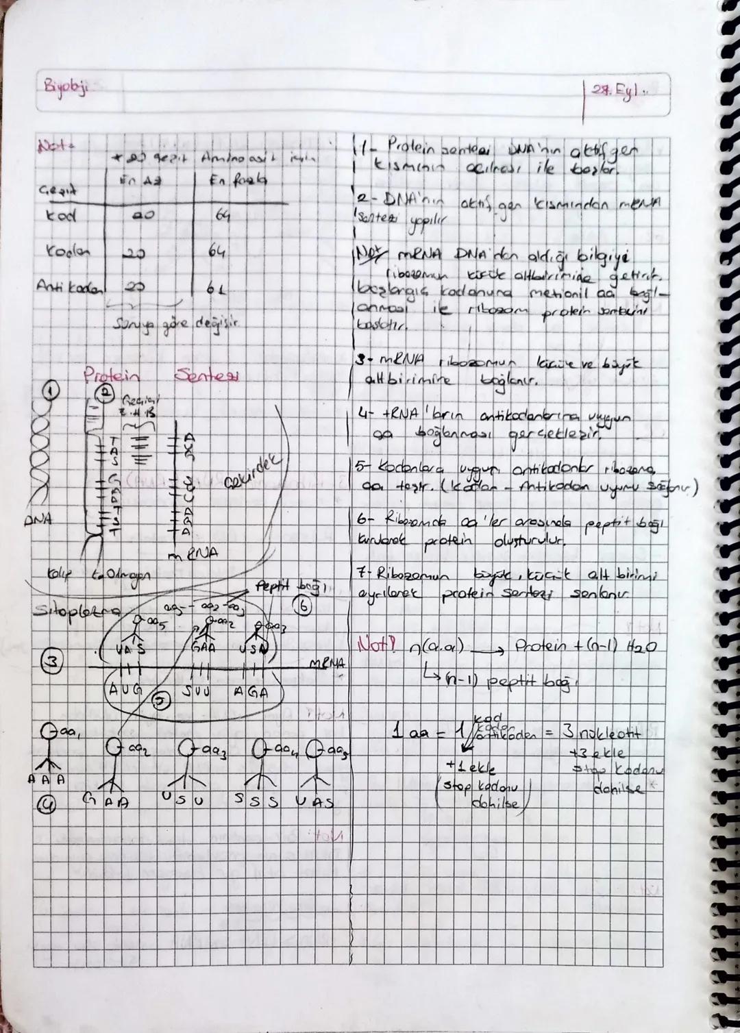 Biydaj:
Nucleik Asitler ve Protein Senteri
CONA VRNA -> Tom conlilerde
13 Eyl-2023
DNA iain (auft zincic)
"polinukleotiet yapılı
ORTAK bulun