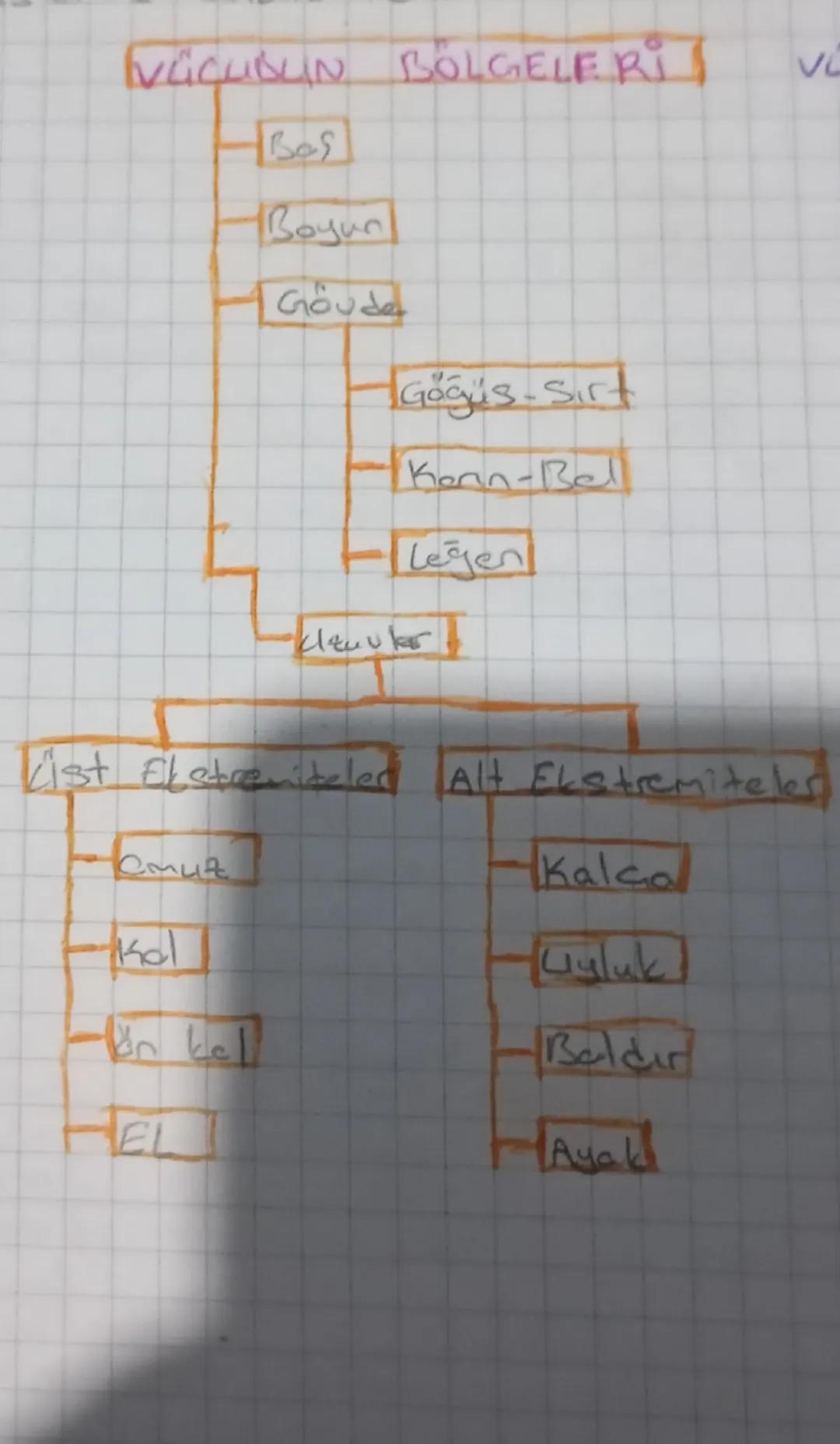 Anatomi ve Fizyoloji 9. Sınıf Ders Notları