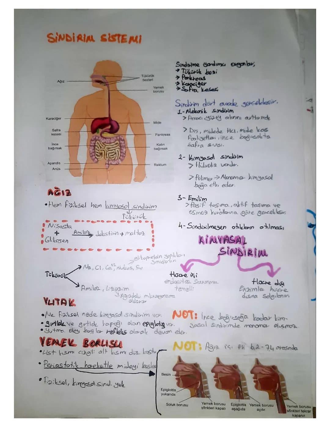 Sindirim Sistemi ve Derinin Yapısı: 6. ve 11. Sınıf Konu Anlatımları