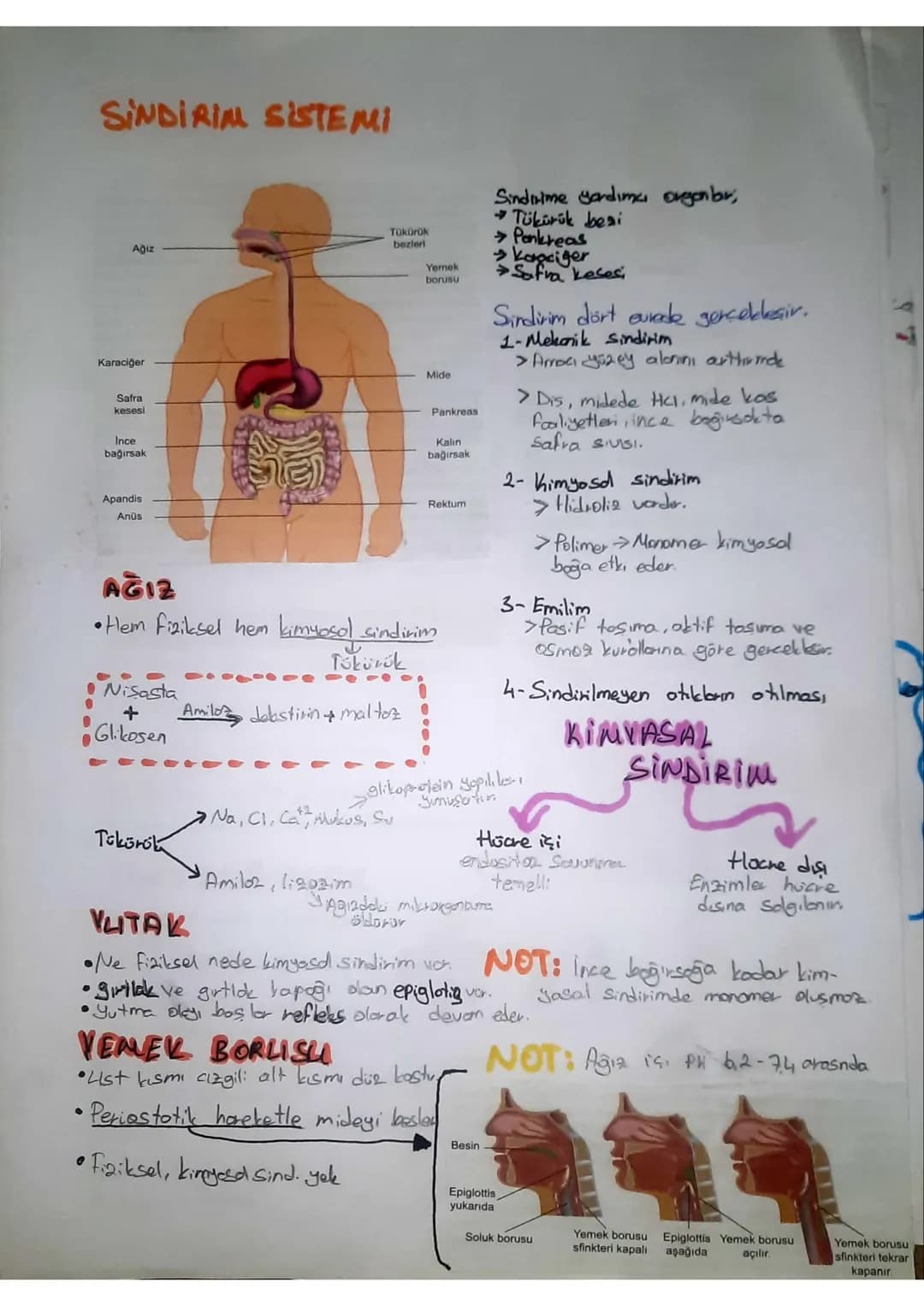 SINDIRIM SISTEMI
Ağız
Karaciğer
Safra
kesesi
Ince
bağırsak
Apandis
Anūs
AĞIZ
Tükürük
bezleri
Yemek
borusu
Mide
•Hem fiziksel hem kimyosol si