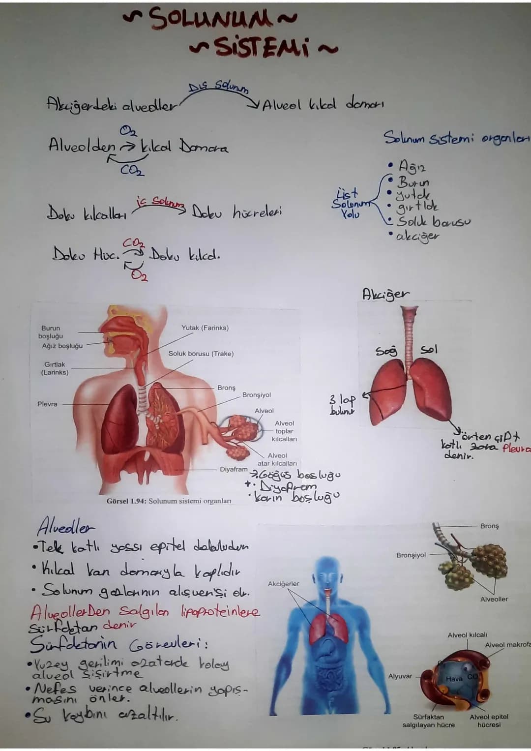 SINDIRIM SISTEMI
Ağız
Karaciğer
Safra
kesesi
Ince
bağırsak
Apandis
Anūs
AĞIZ
Tükürük
bezleri
Yemek
borusu
Mide
•Hem fiziksel hem kimyosol si